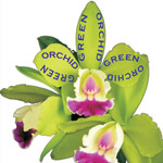 Green Orchid